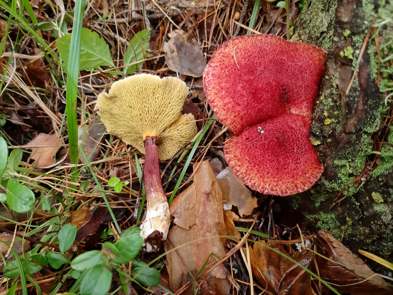 Boletinus asiaticus