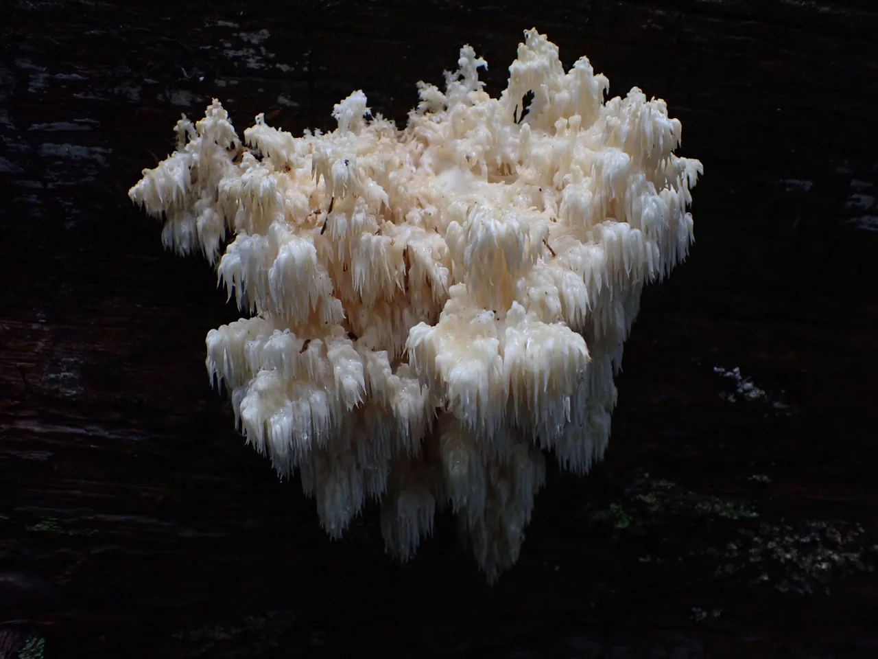 Hericium flagellum
