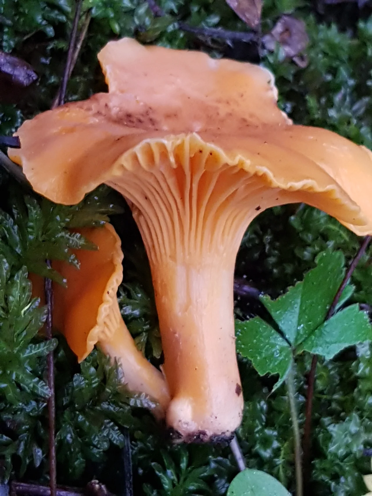 Golden Chanterelle ( Cantharellus cibarius )