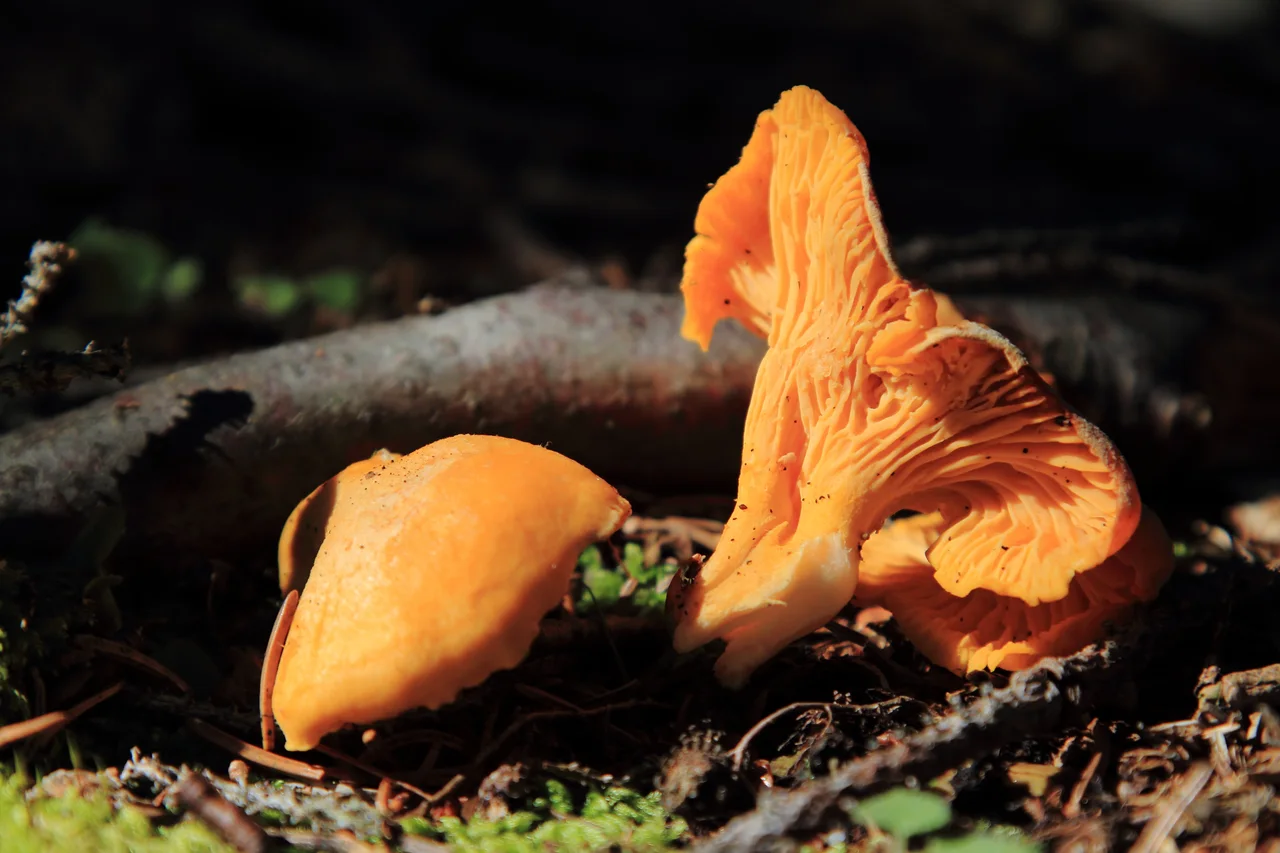 Cantharellus cibarius