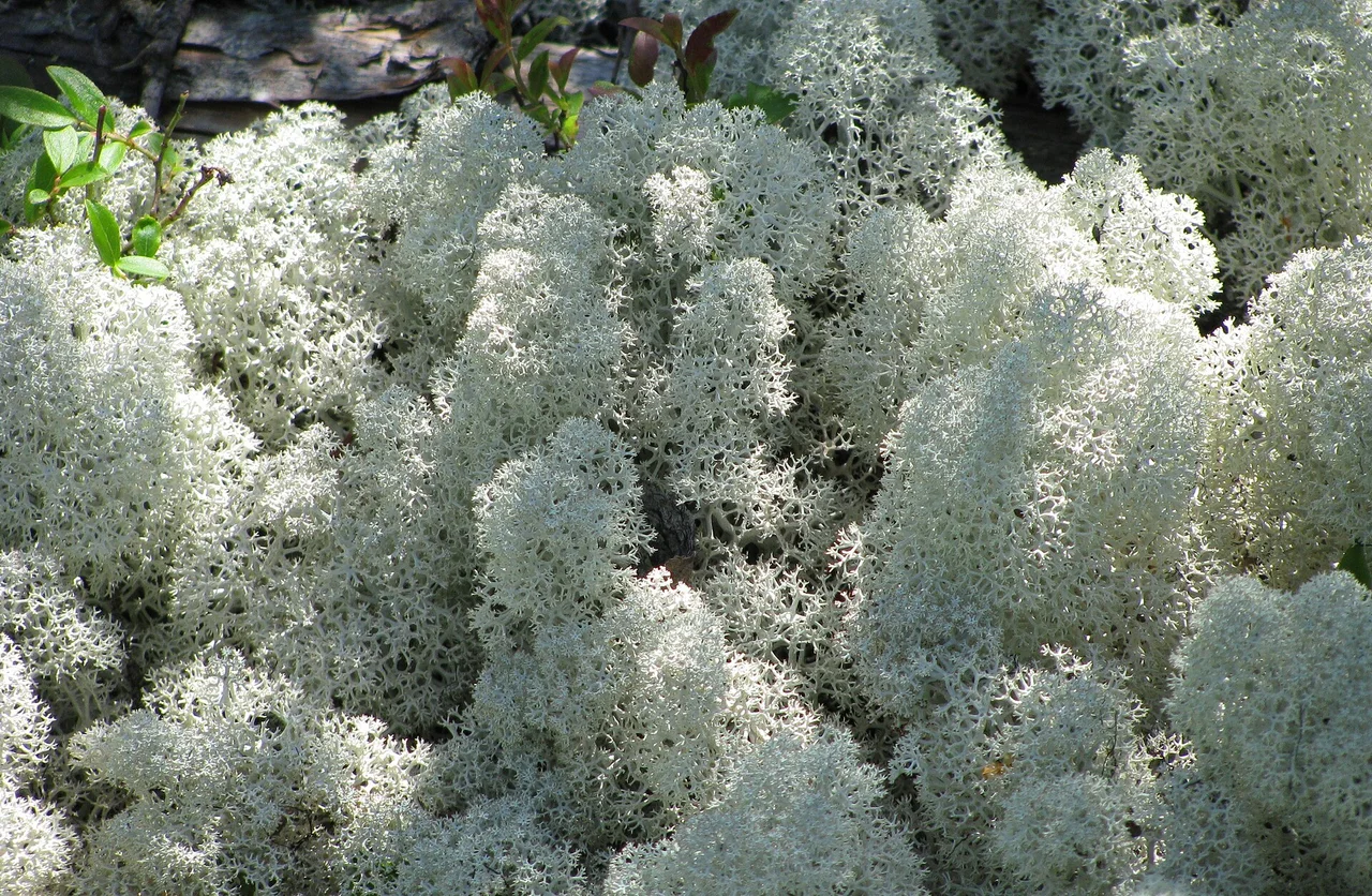 Cladonia stellaris, cladonie étoilée, lichen à caribou. Parc national des Grands-Jardins, Québec, Canada