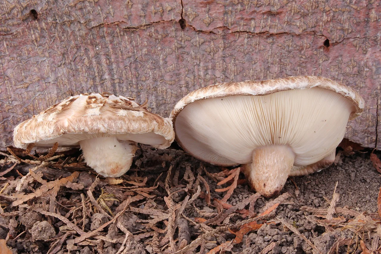 Shiitake Lentinula edodes , Location: Germany, Erbach, Ringingen, private garden
