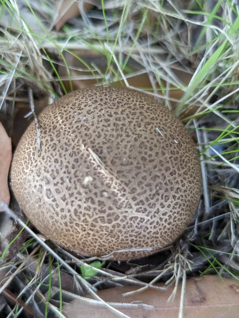 Scleroderma verrucosum