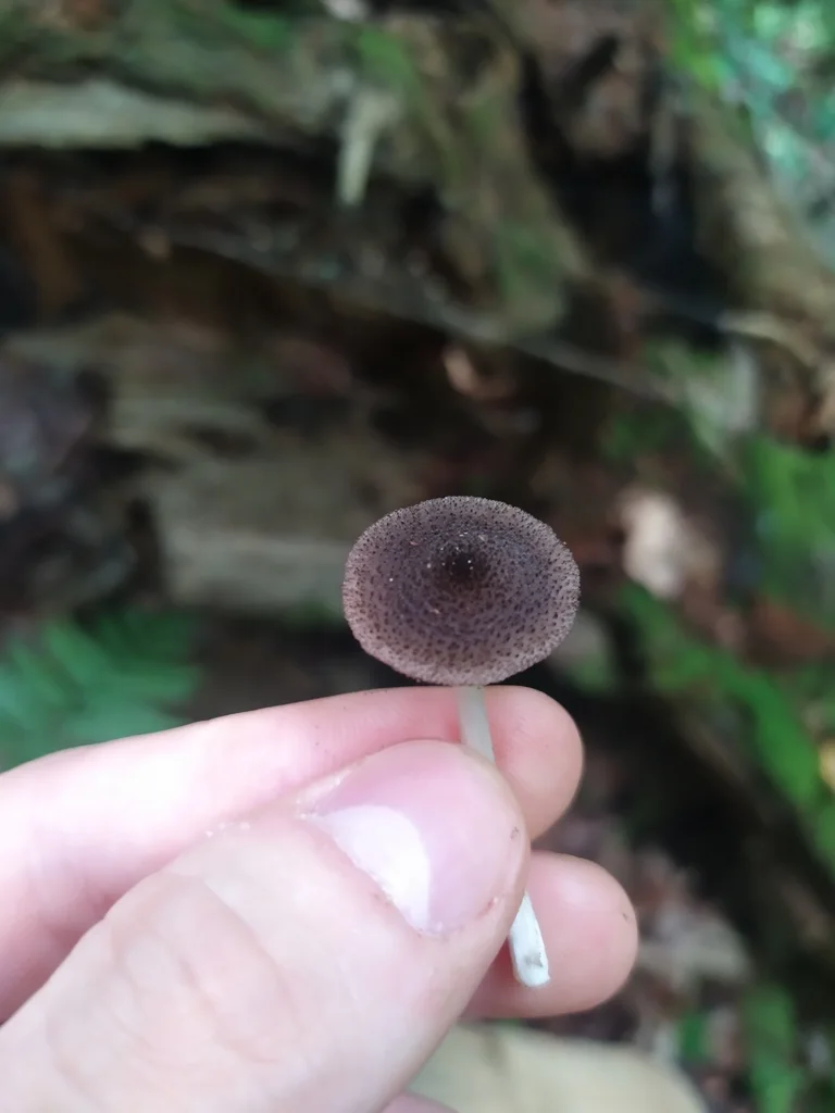 Pluteus hispidulus