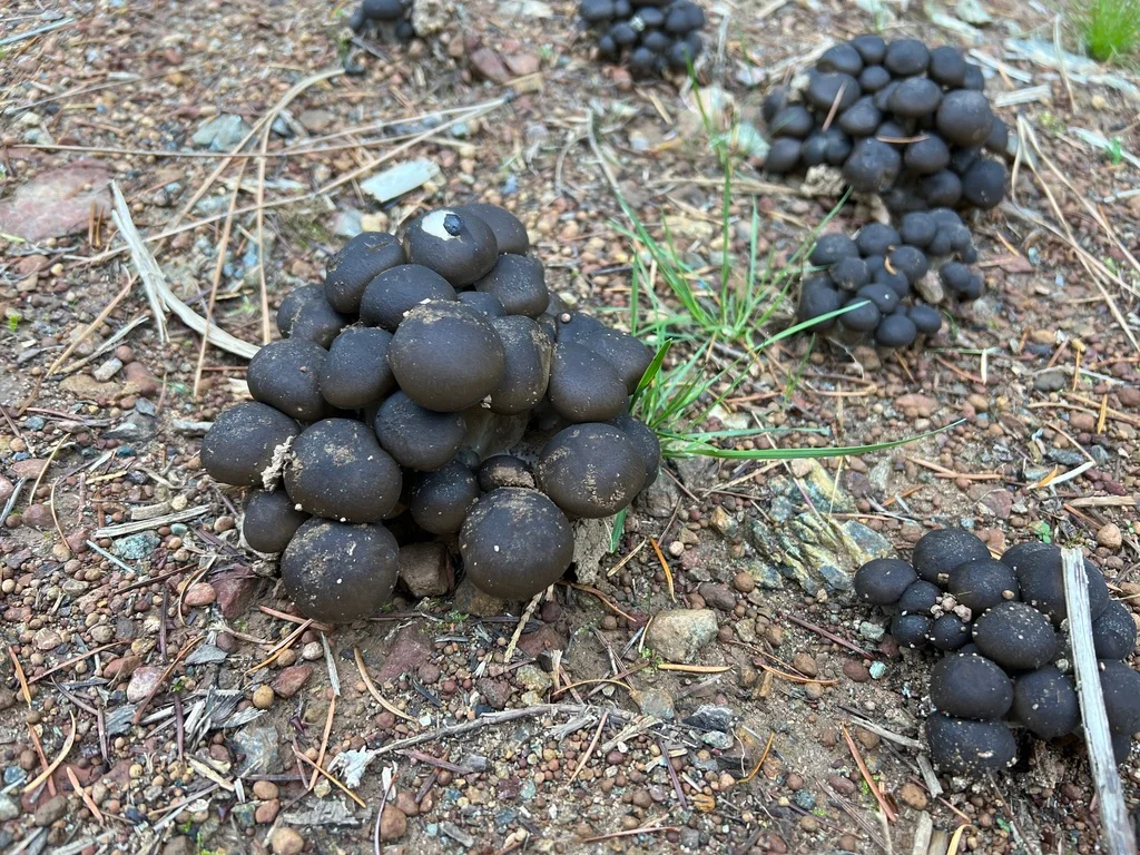 Lyophyllum decastes