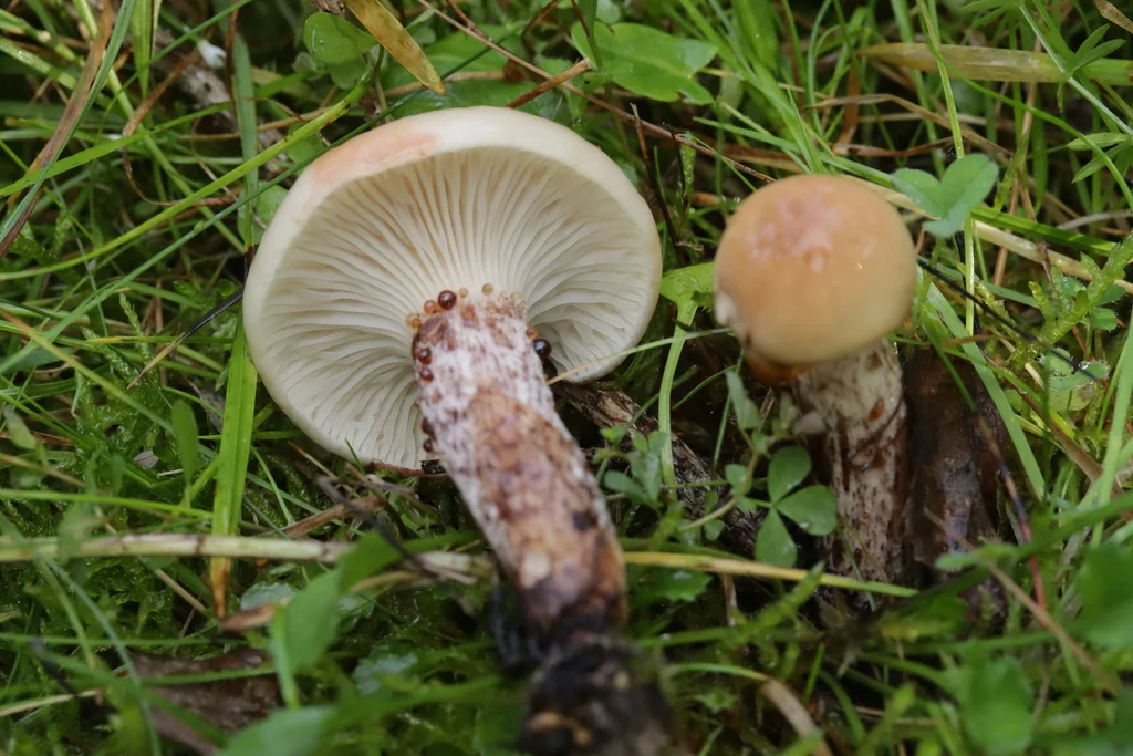 Gomphidius maculatus