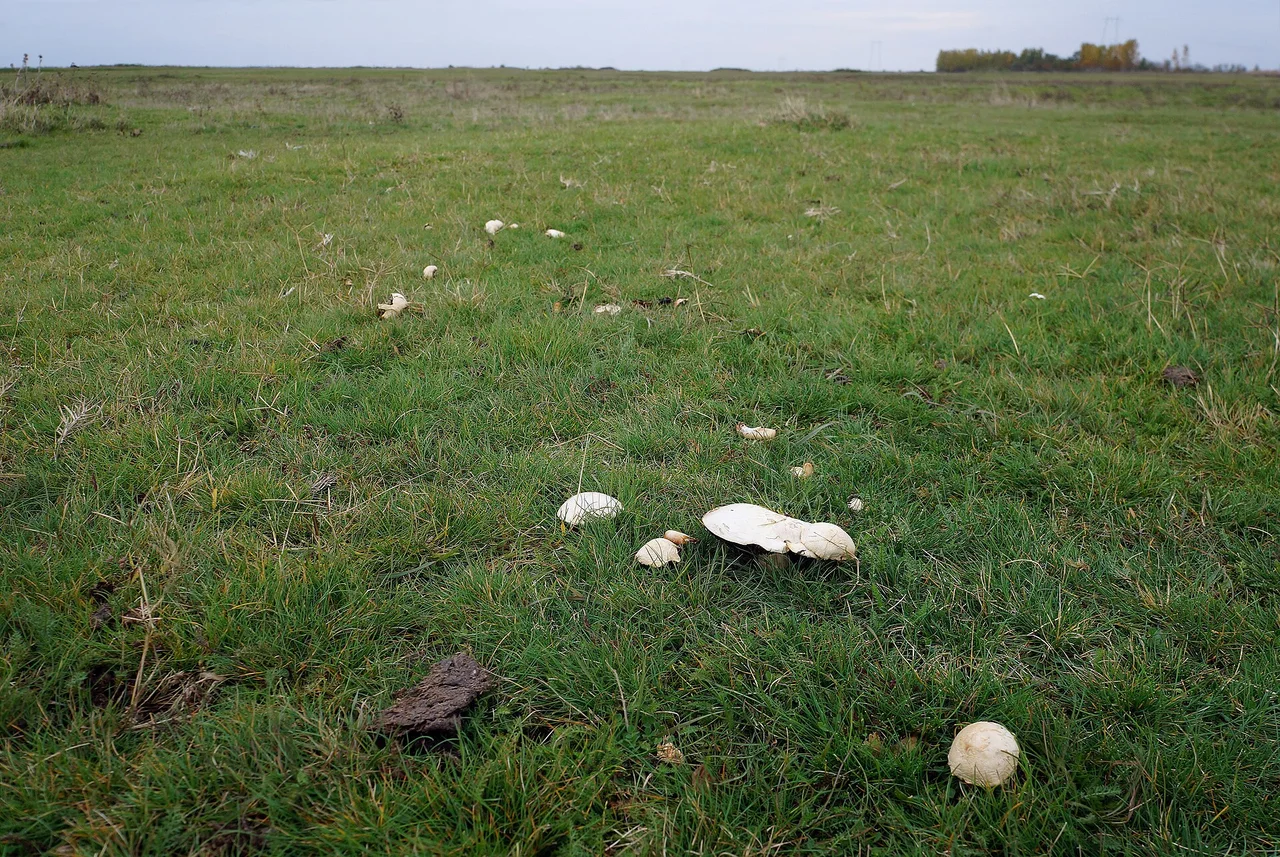 Salt-loving mushroom (Agaricus bernardii) at Special Nature Reserve "Okanj bara" near Kumane, in Serbian Banat. (BAN210a)