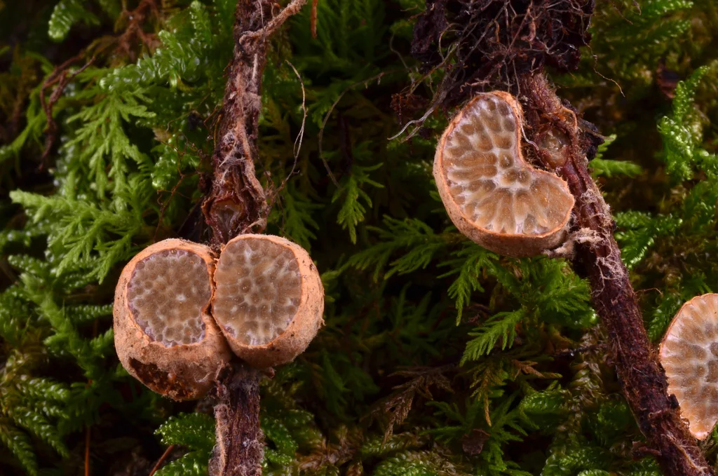 Suillus spraguei