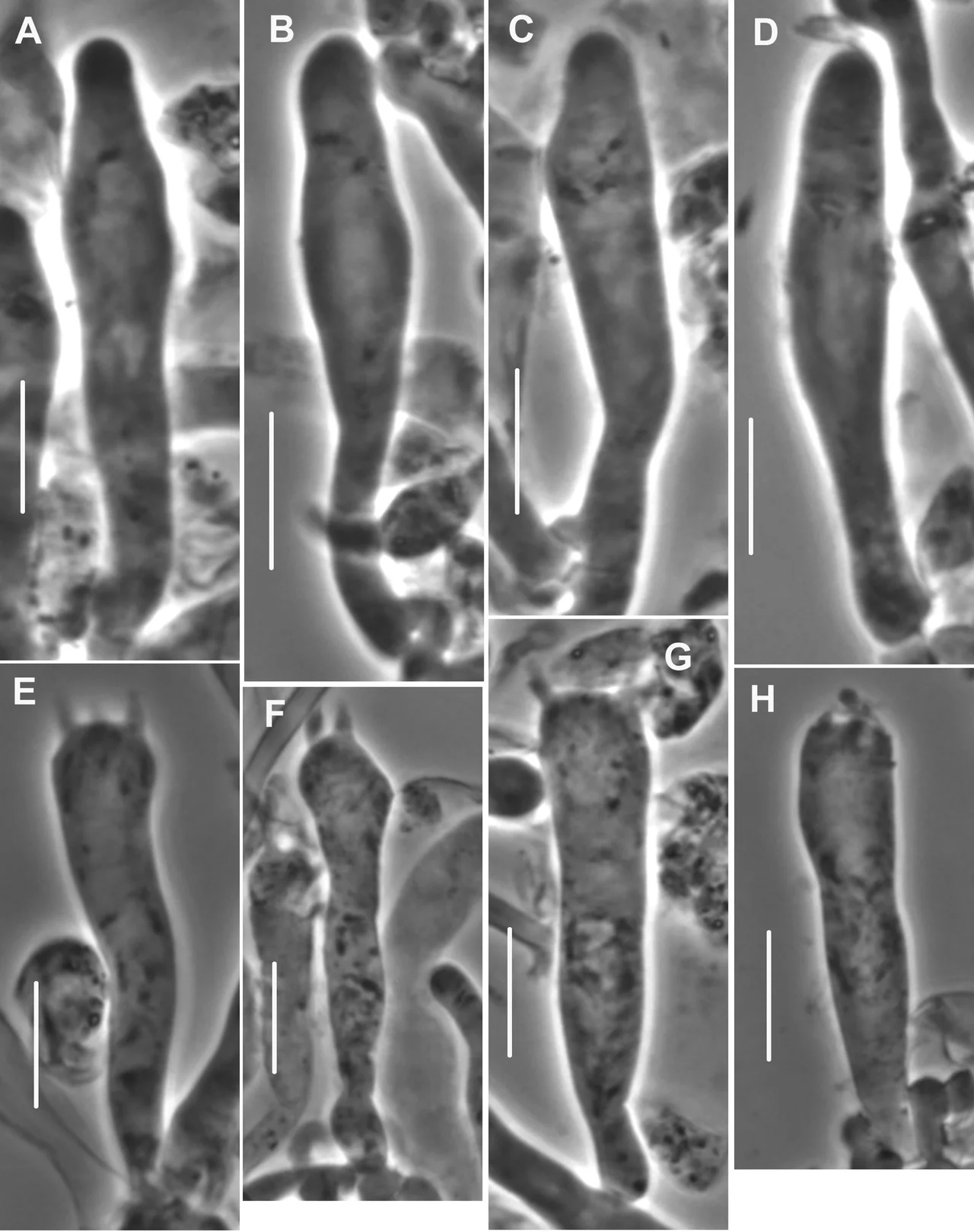 Figure 61 ; Mycetinis prasiosmus . Hymenial structures. A–D Pleurocystidia. E–H Basidia. Standard bars = 10 µm. FES 1155 (S).