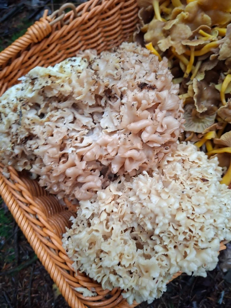 Sparassis crispa