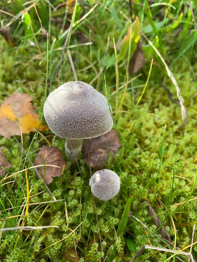 Cortinarius hemitrichus