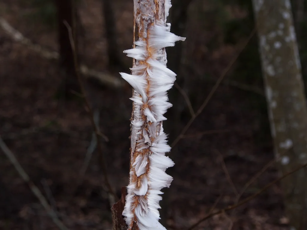 Exidiopsis effusa