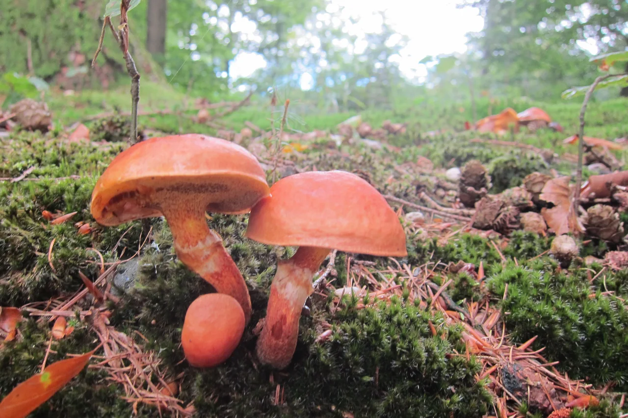 Suillus luteus (GB= Slippery jack or Sticky bun, D= Butterpilz or Butter-Röhrling, NL= Bruine ringboleet) at Rozendaal castle park
