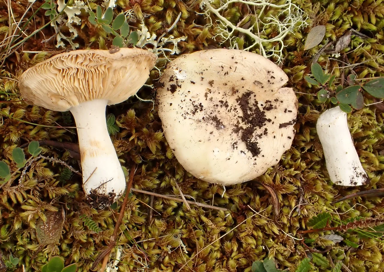 Russula fulvograminea
