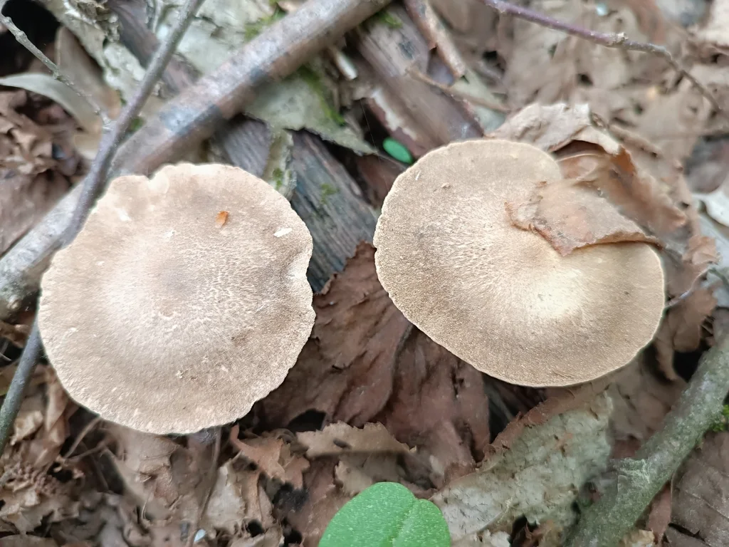 Lentinus substrictus