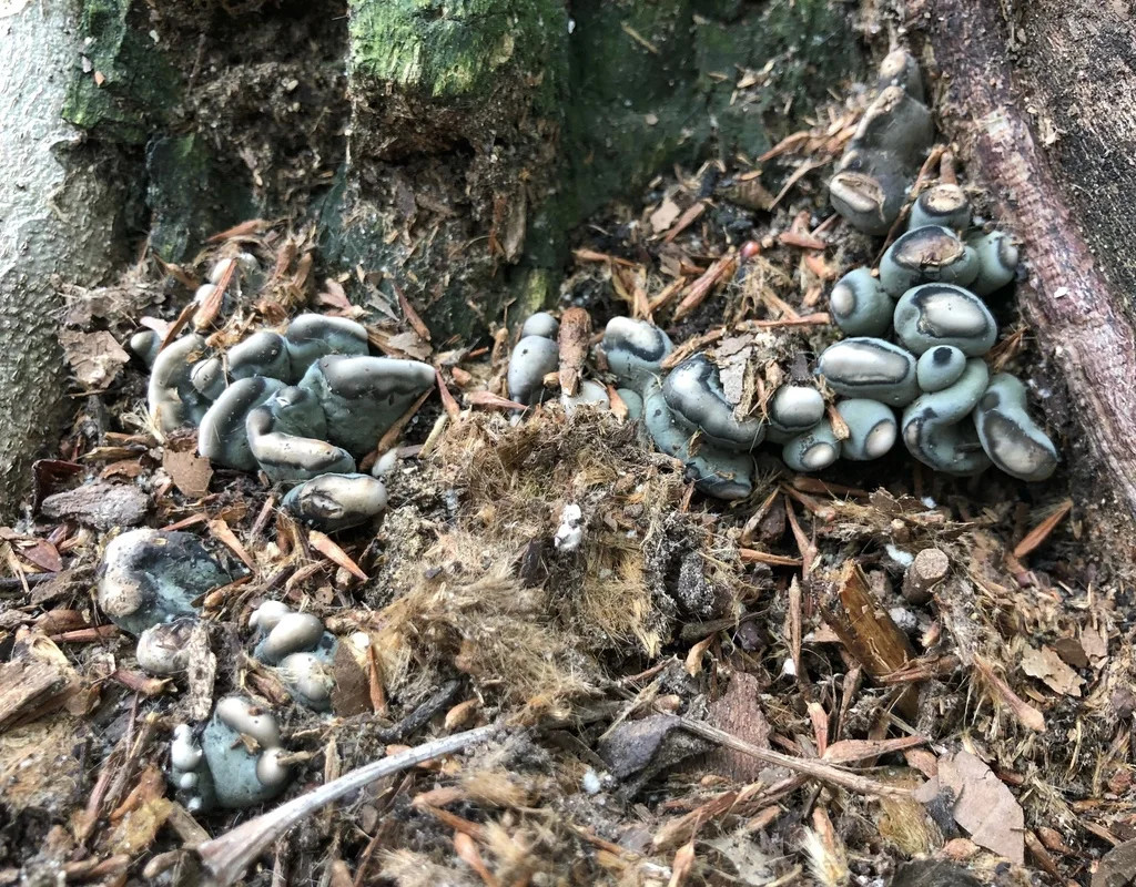 Xylaria polymorpha
