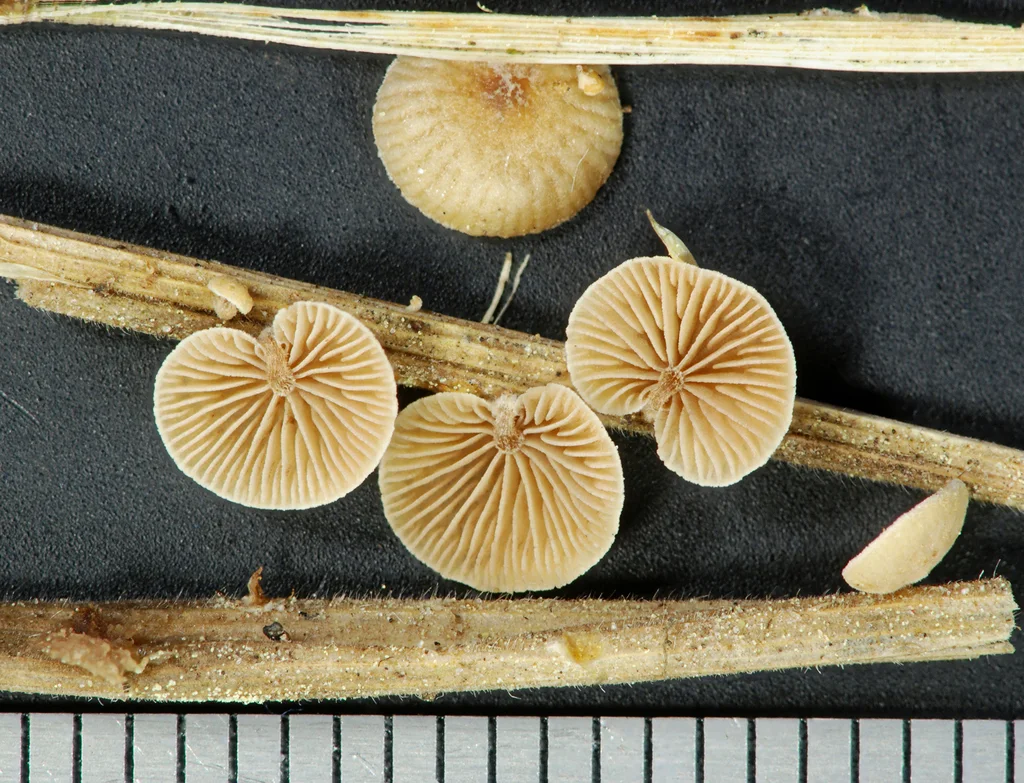 Deconica phillipsii