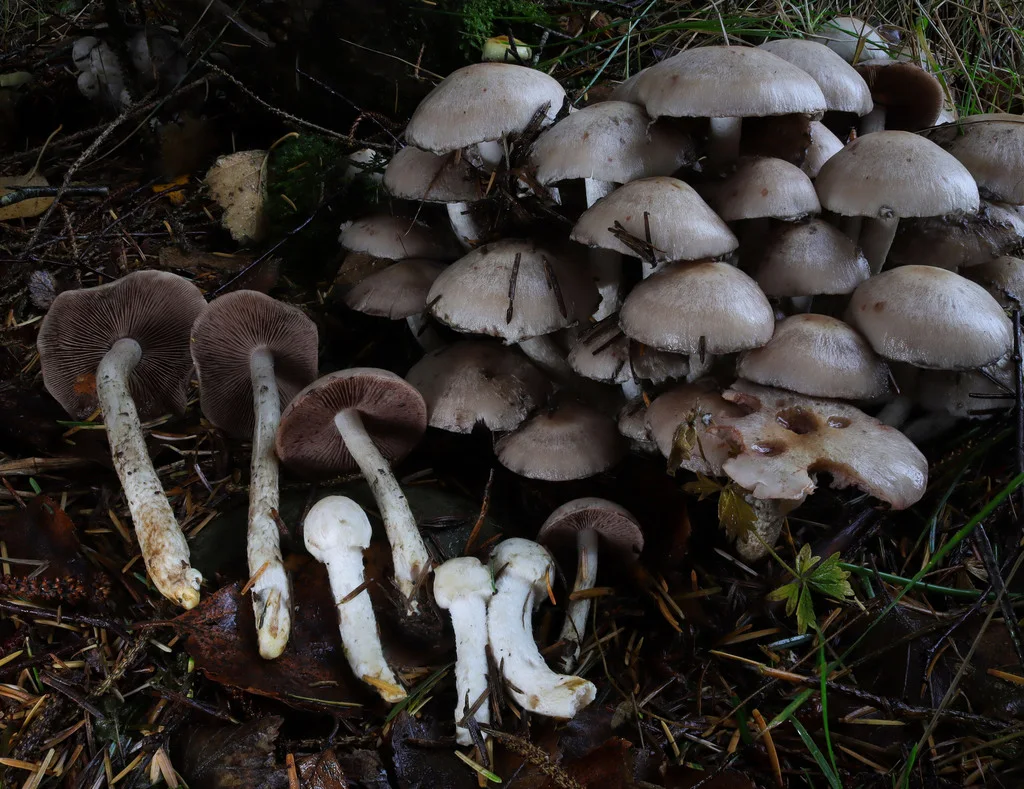 Psathyrella cotonea