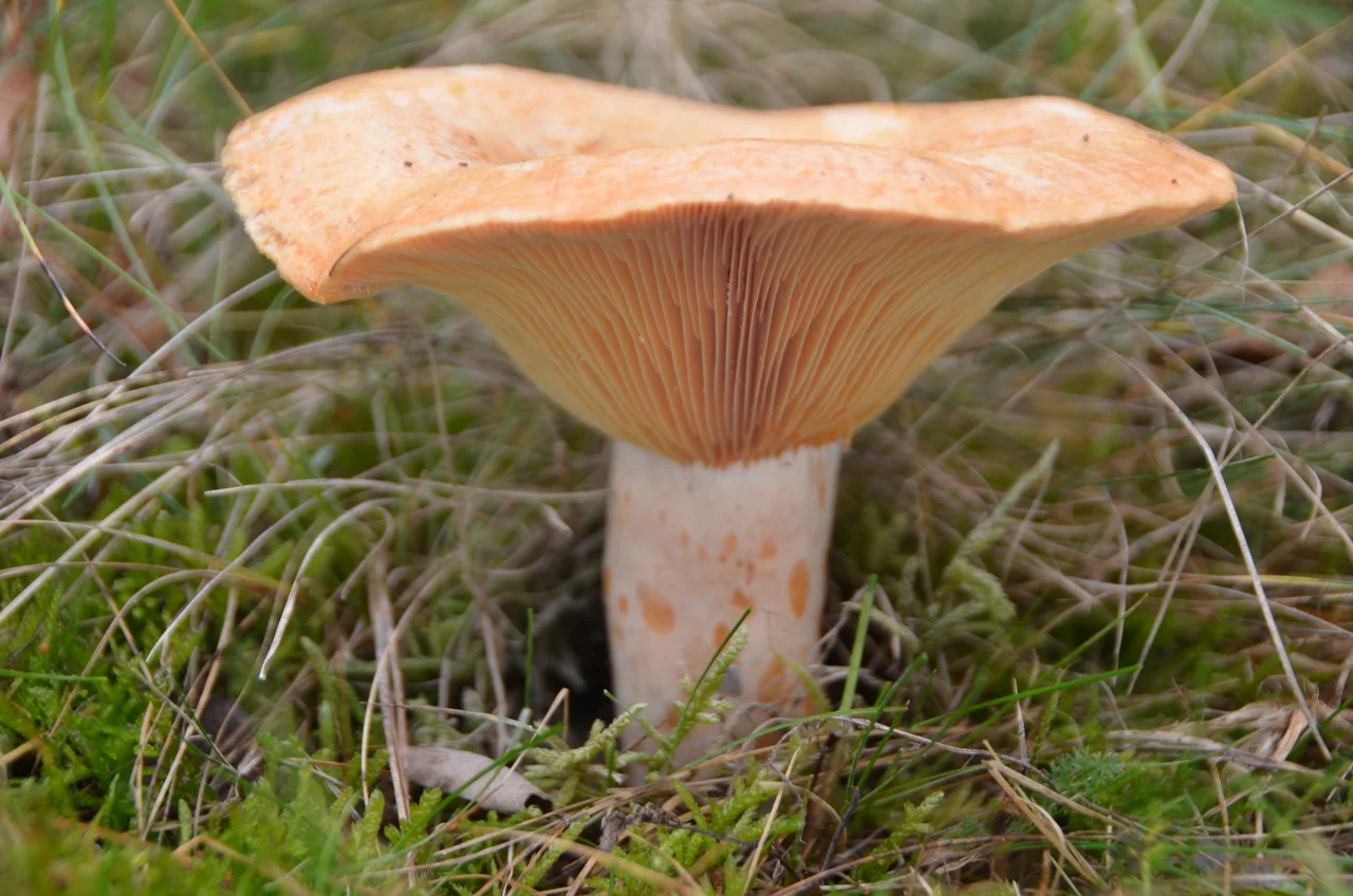 Isn't it lovely, this Lactarius deliciosus (Smakelijke Melkzwam) with its soft colours and a thick stipe at Hoge Veluwe Park?