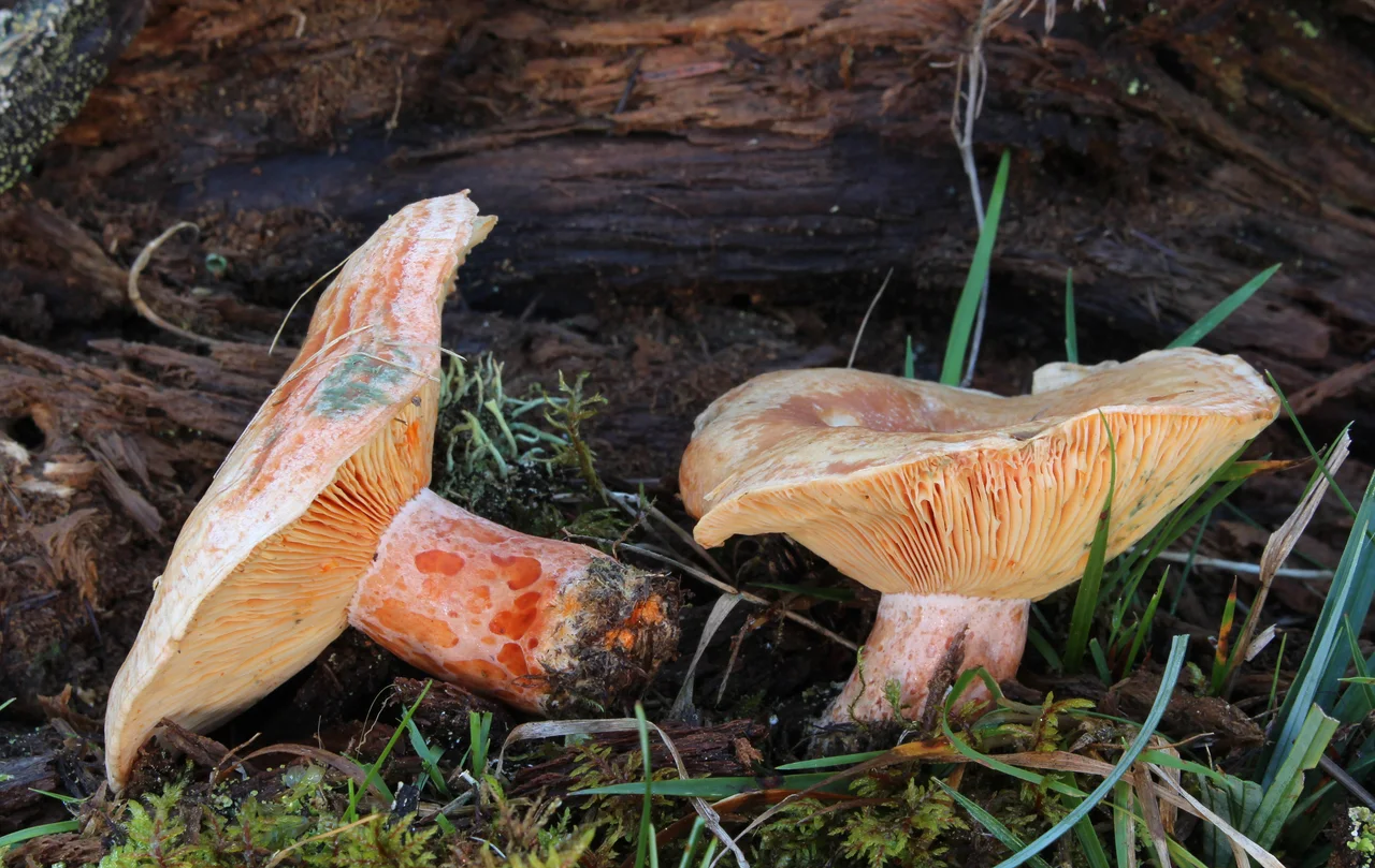 Saffron Milk Cap or Red Pine Mushroom, Lactarius deliciosus , Family: Russulaceae, Location: Germany, Schelklingen, Hausen