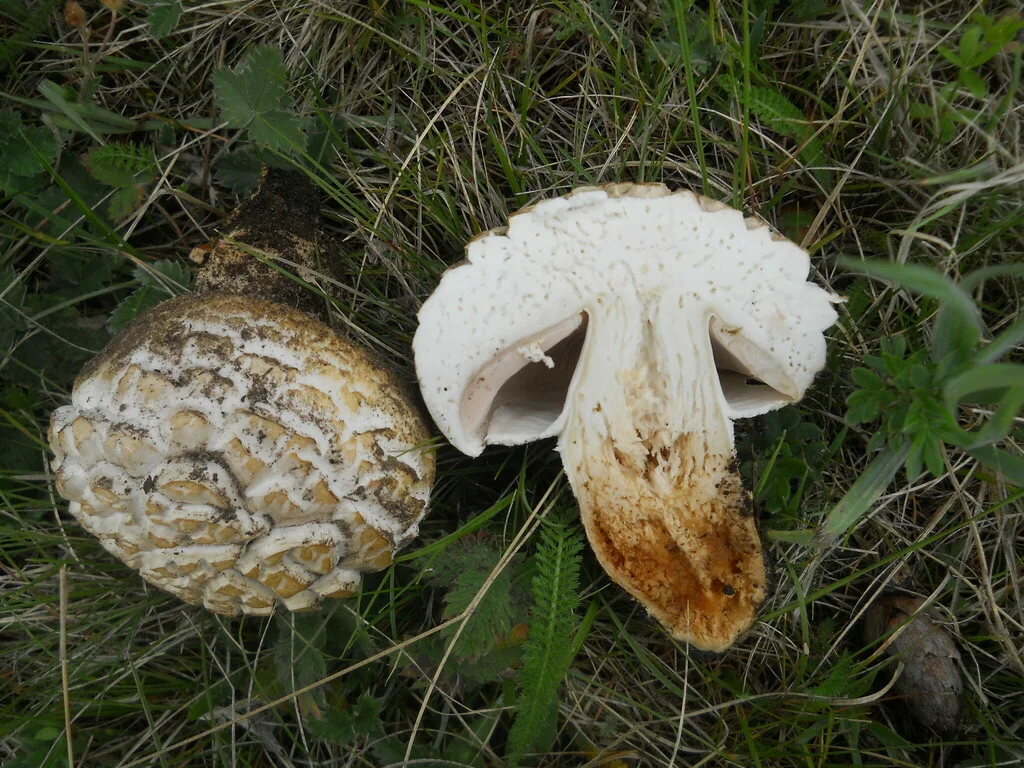 Agaricus praerimosus