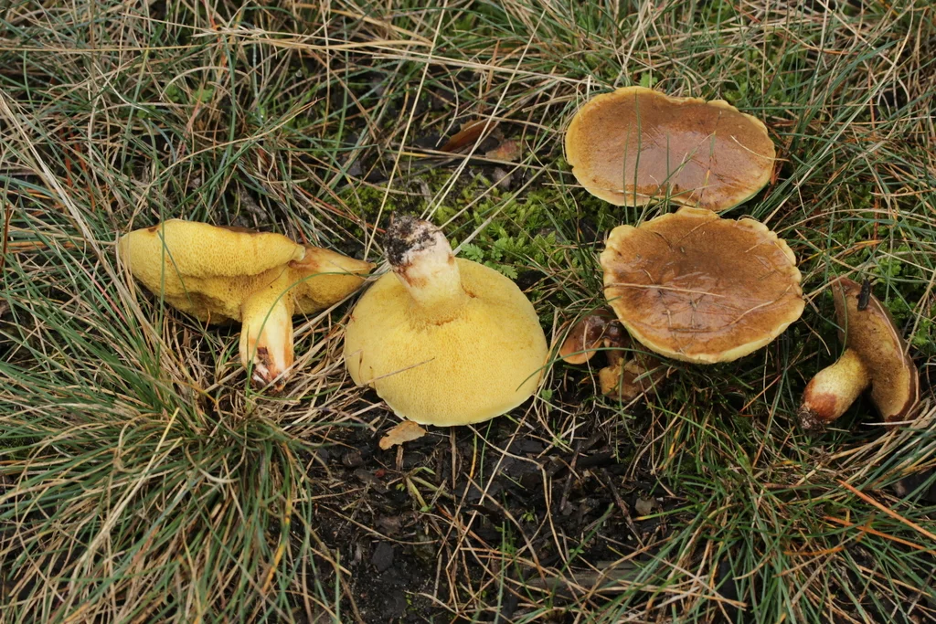Suillus collinitus