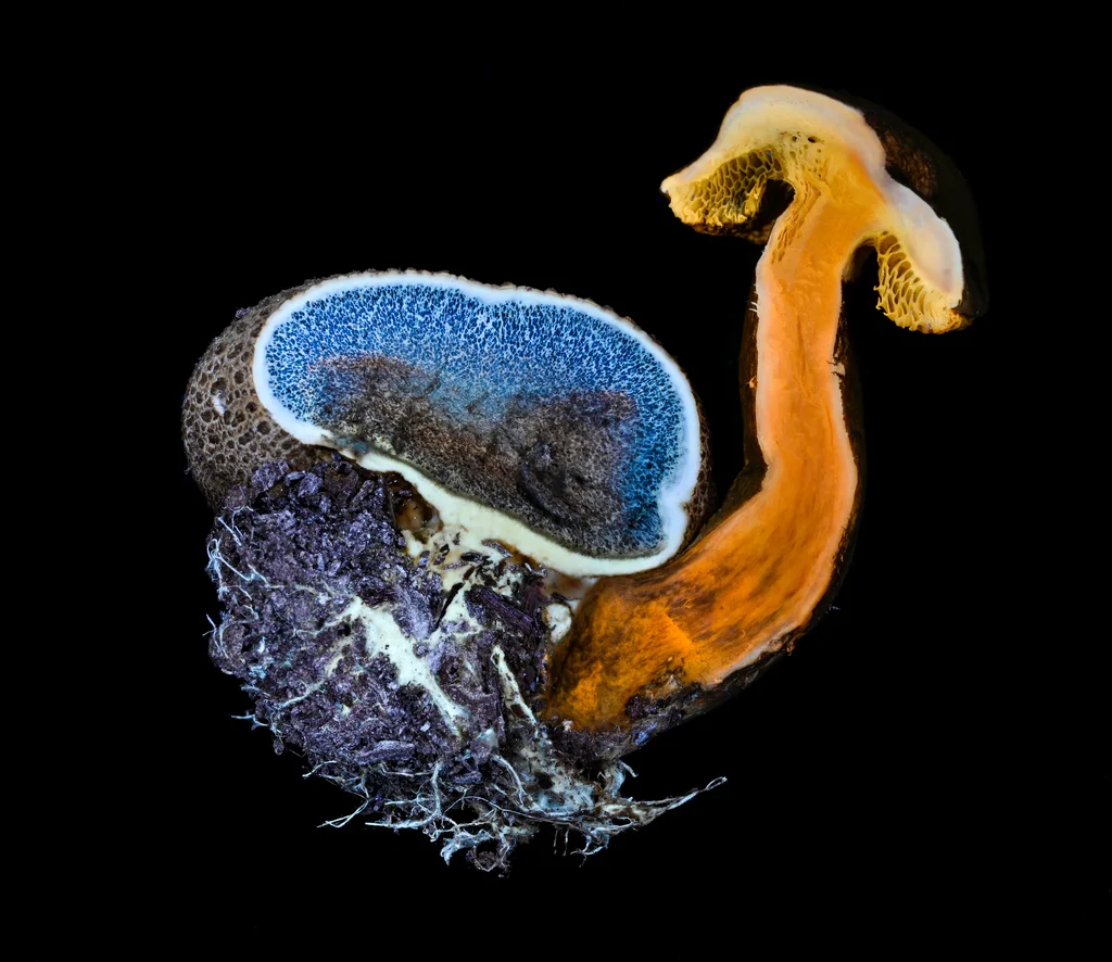 Pseudoboletus parasiticus