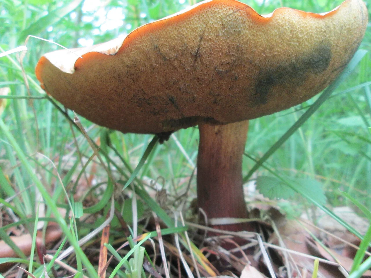 Sommer-Steinpilz ( Boletus reticulatus ) im Naturschutzgebiet „Birzberg, Honigsack/Kappelberghang“)
