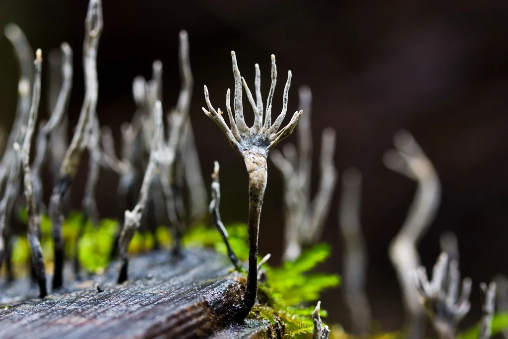 Xylaria hypoxylon
