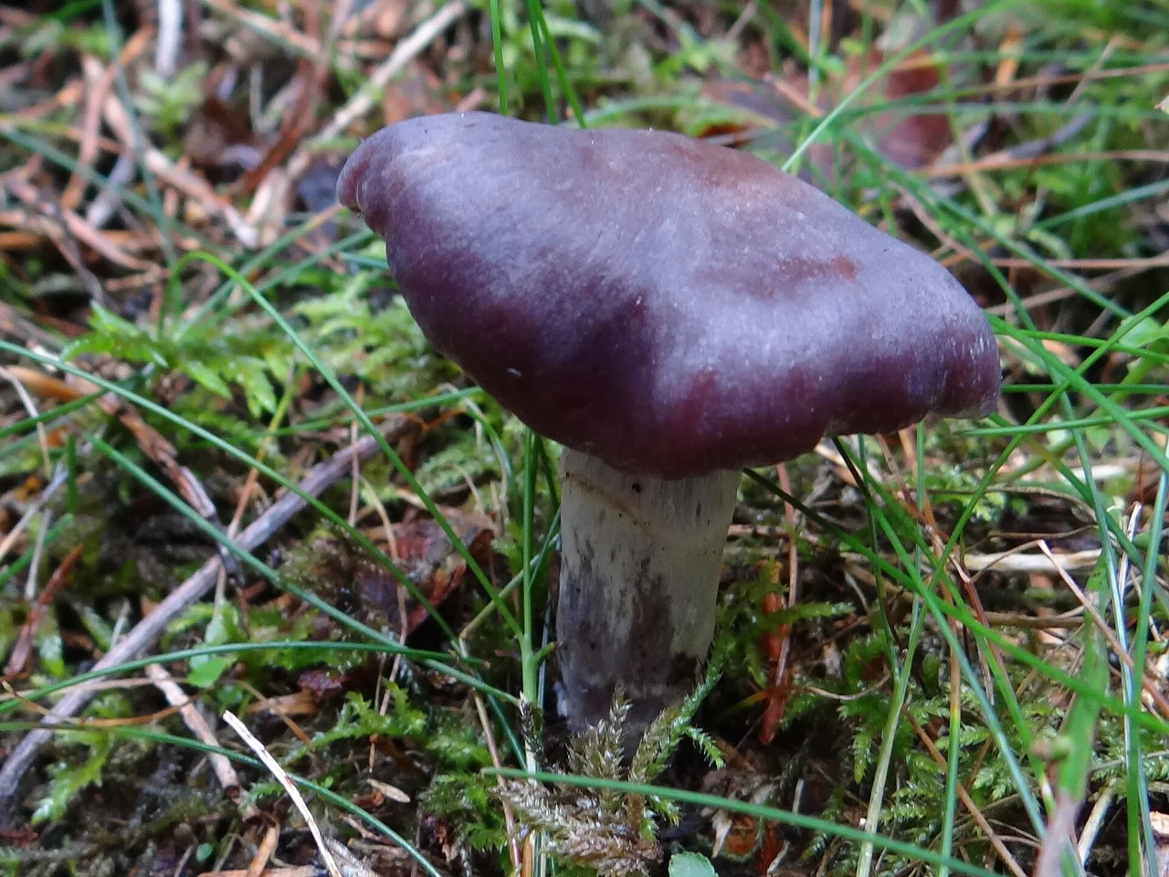 Cortinarius evernius (location: Poland, Leszczyna (województwo małopolskie)