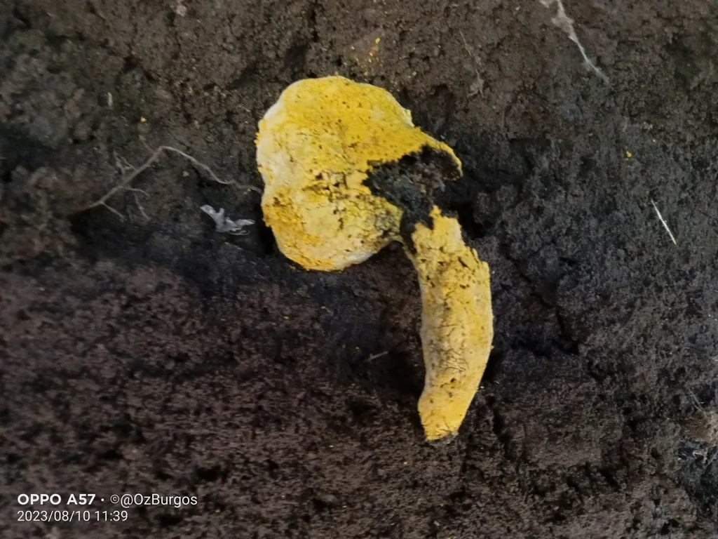 Hypomyces chrysospermus