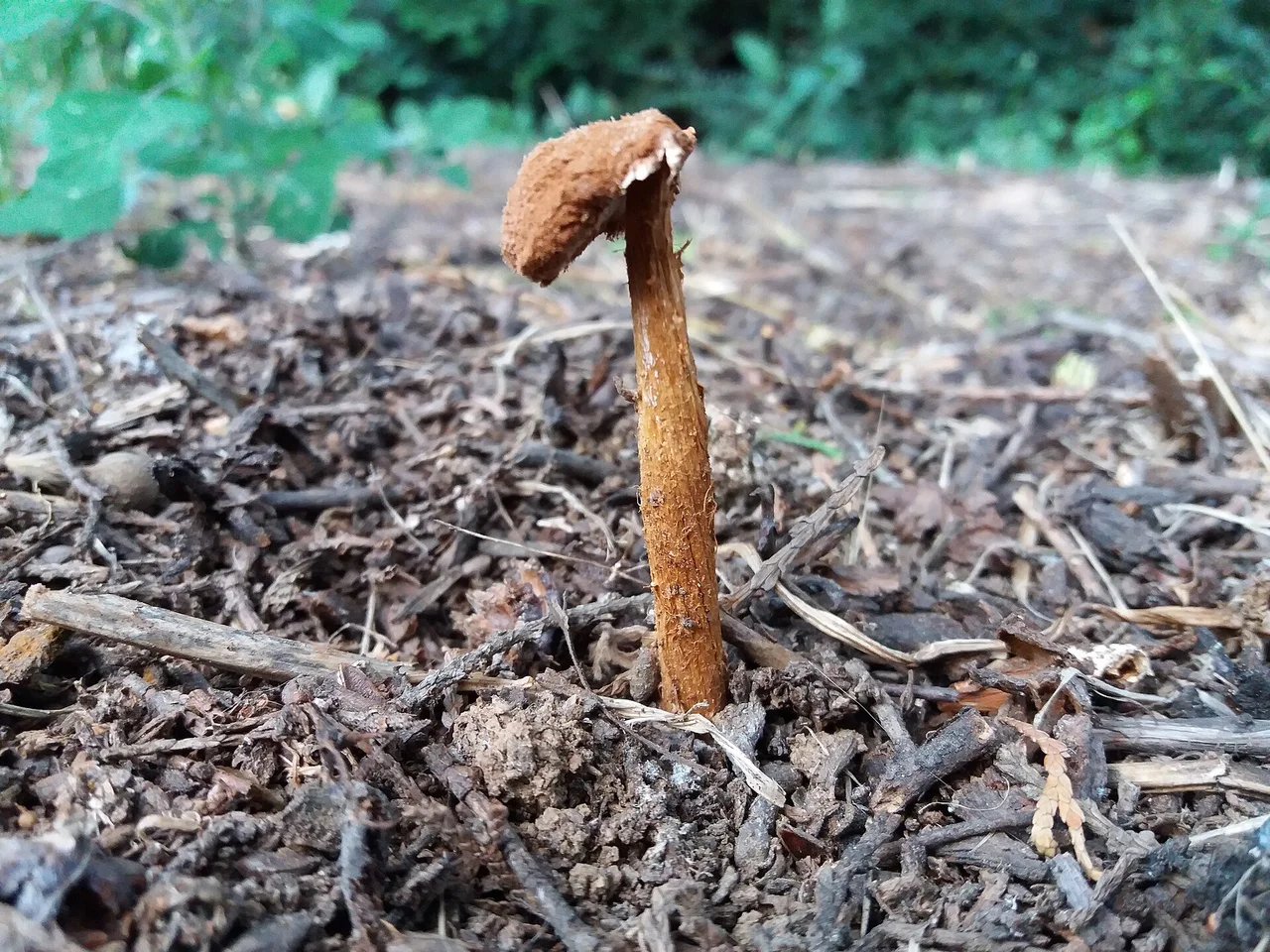 Fotografije gljive, slikano na jugu Srbije