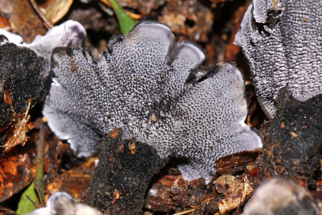 Phellodon niger