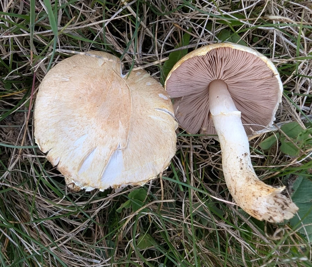 Agaricus comtulus