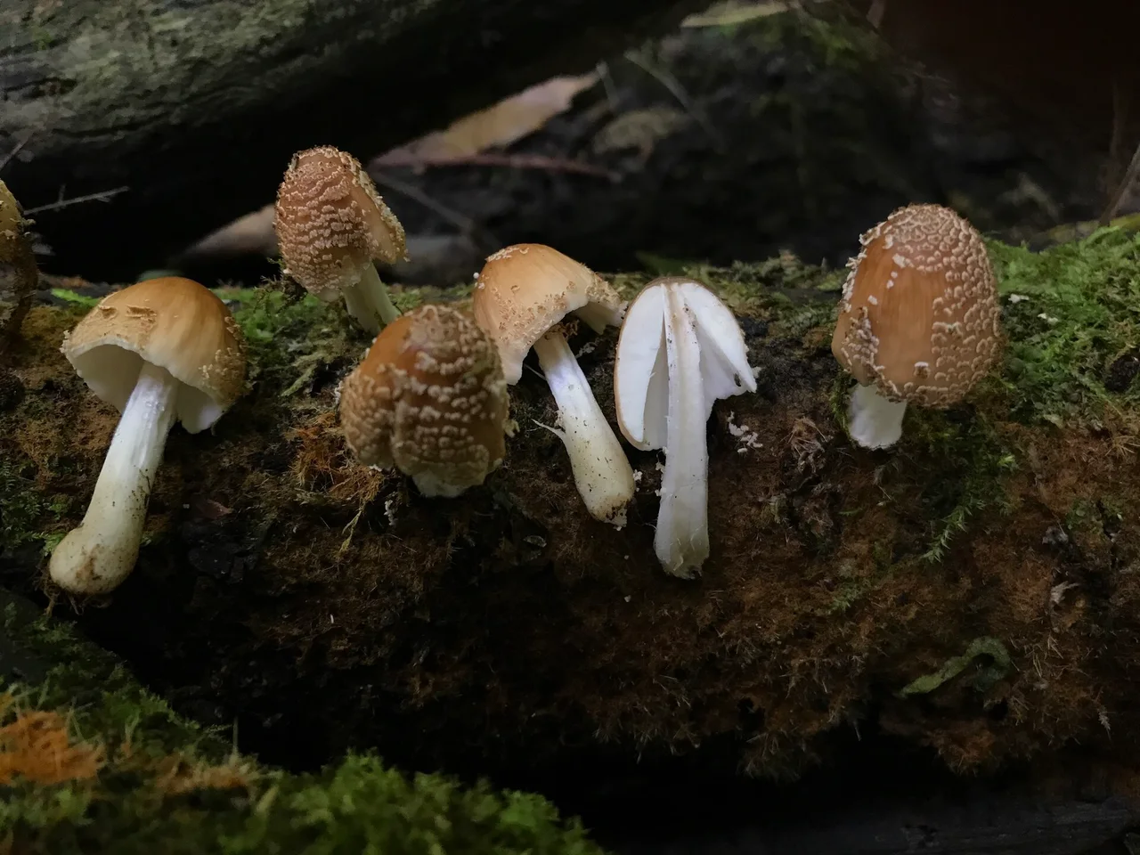 Photo of Coprinellus radians uploaded from iNaturalist .