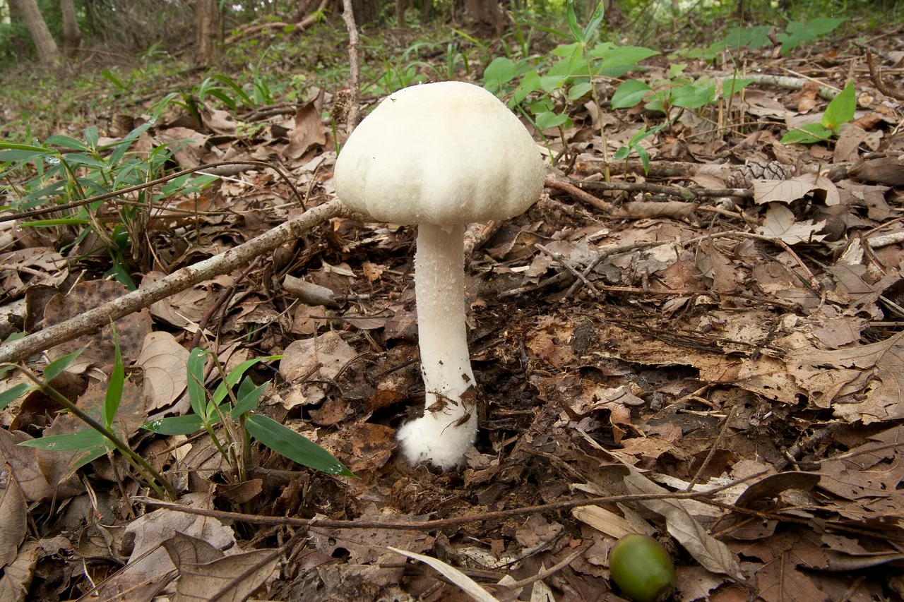 ウスキモリノカサ (学名: Agaricus abruptibulbus )