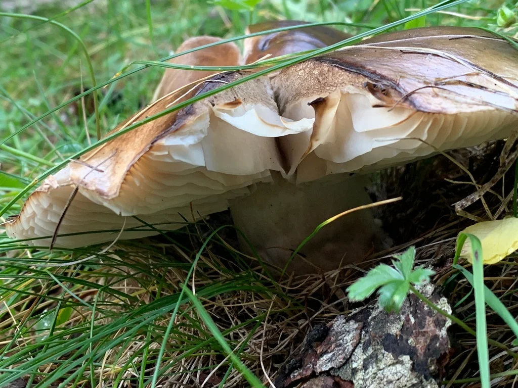 Russula adusta