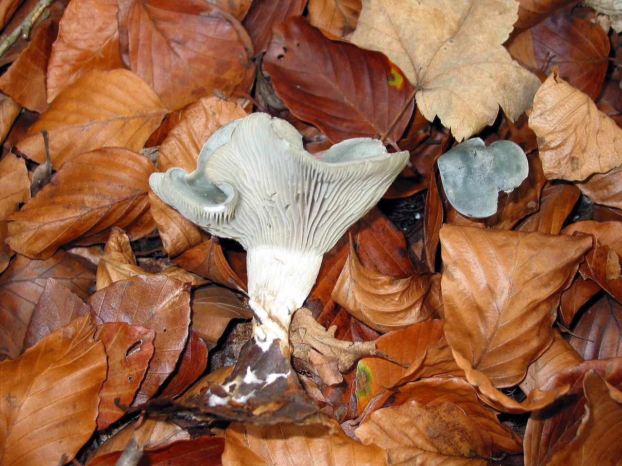 Aniseed funnel