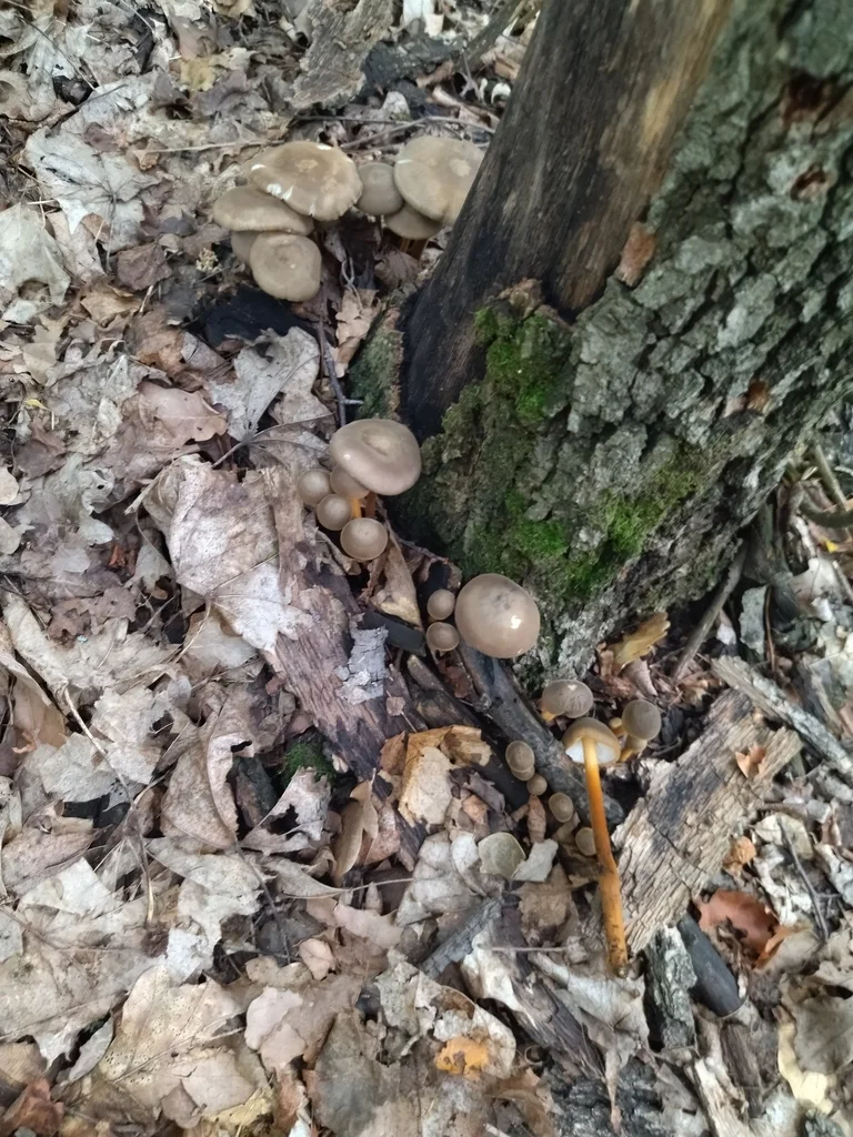 Xerula pudens