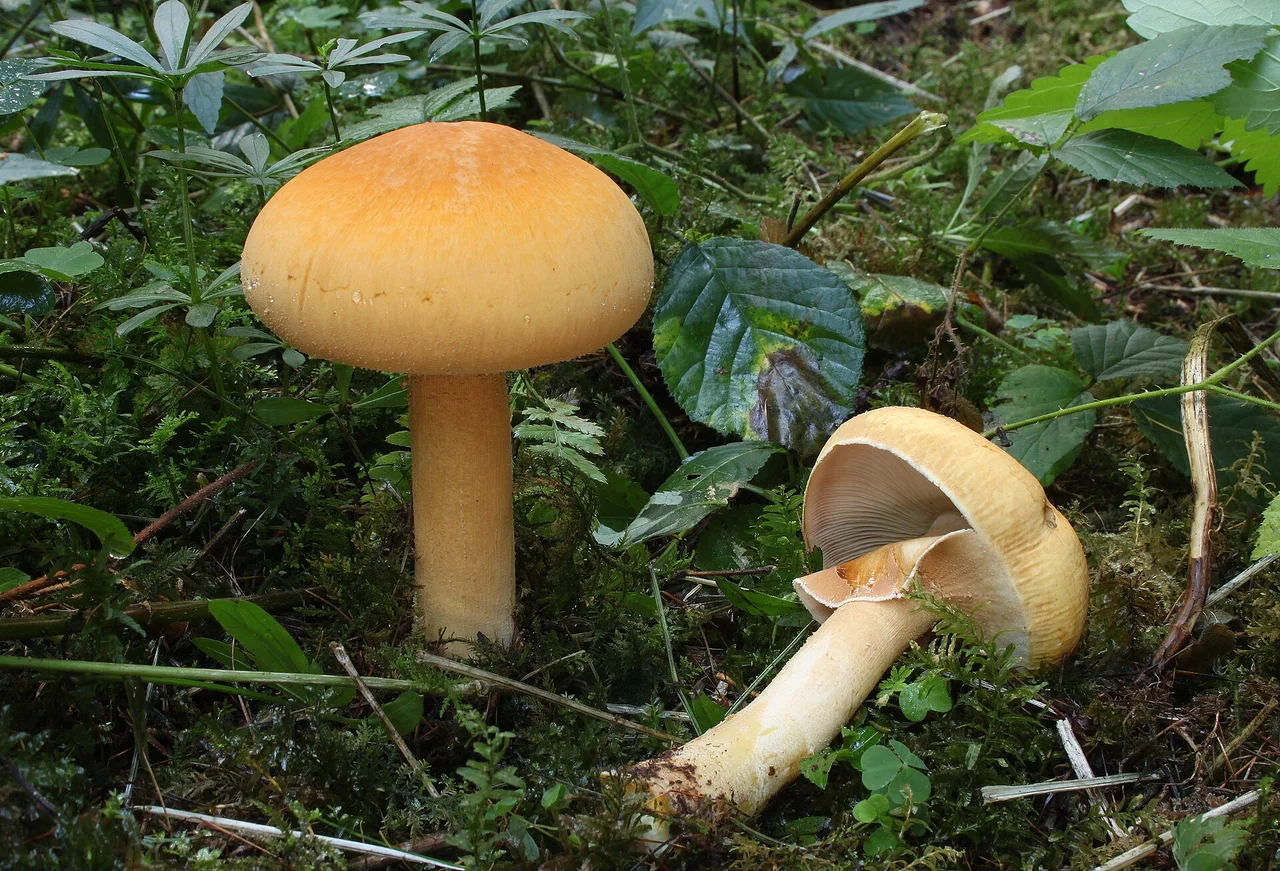 Golden Bootleg or Golden Cap, Phaeolepiota aurea , Family: Agaricaceae, Location: Germany, Biberach an der Riss