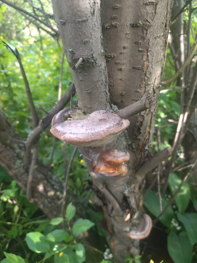 Phellinus pomaceus