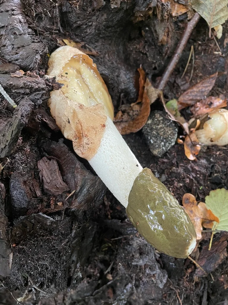 Phallus impudicus