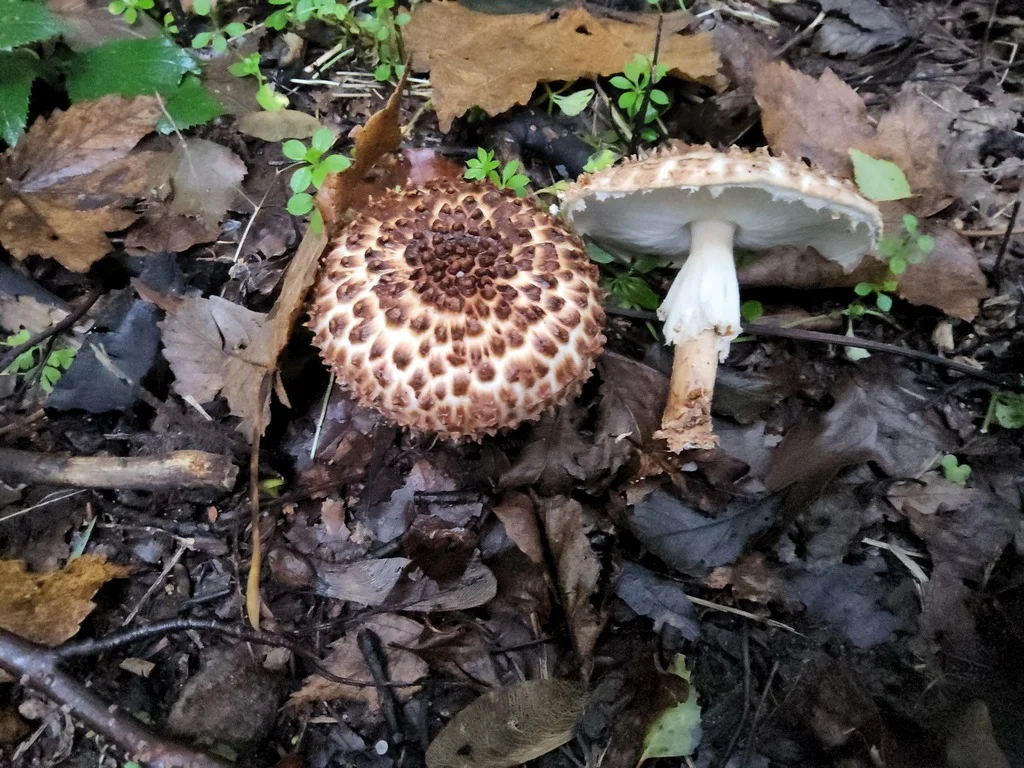 Echinoderma asperum