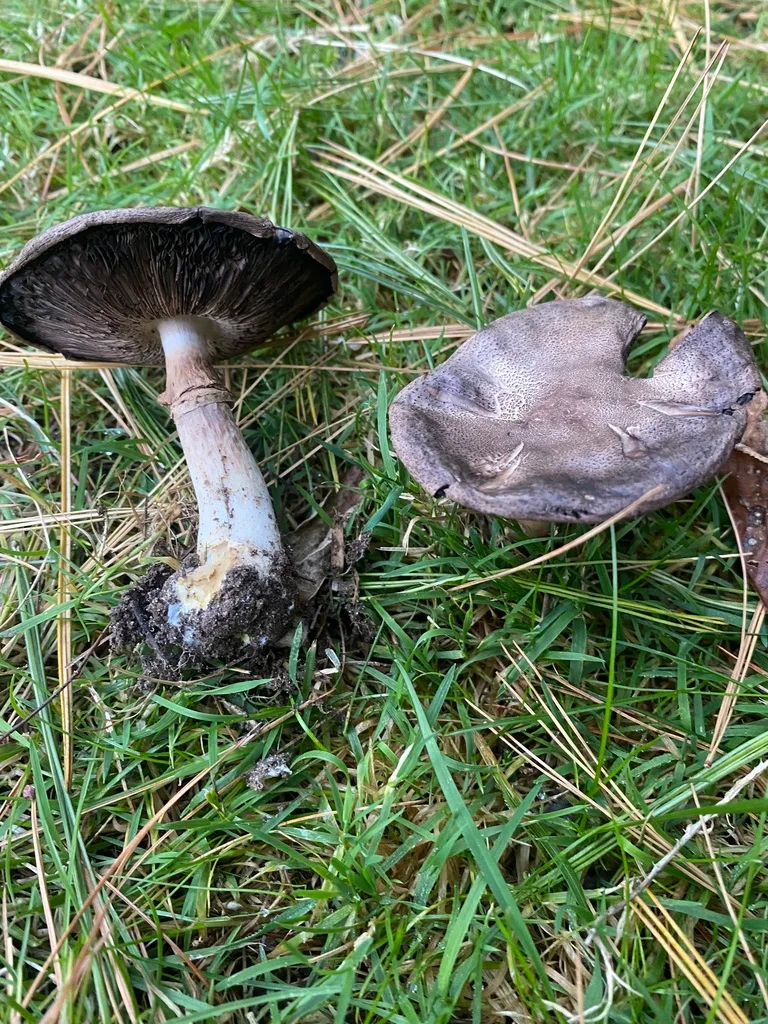 Agaricus placomyces