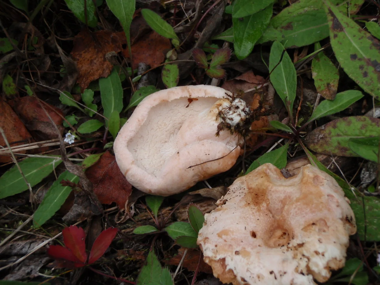 Hypomyces torminosus