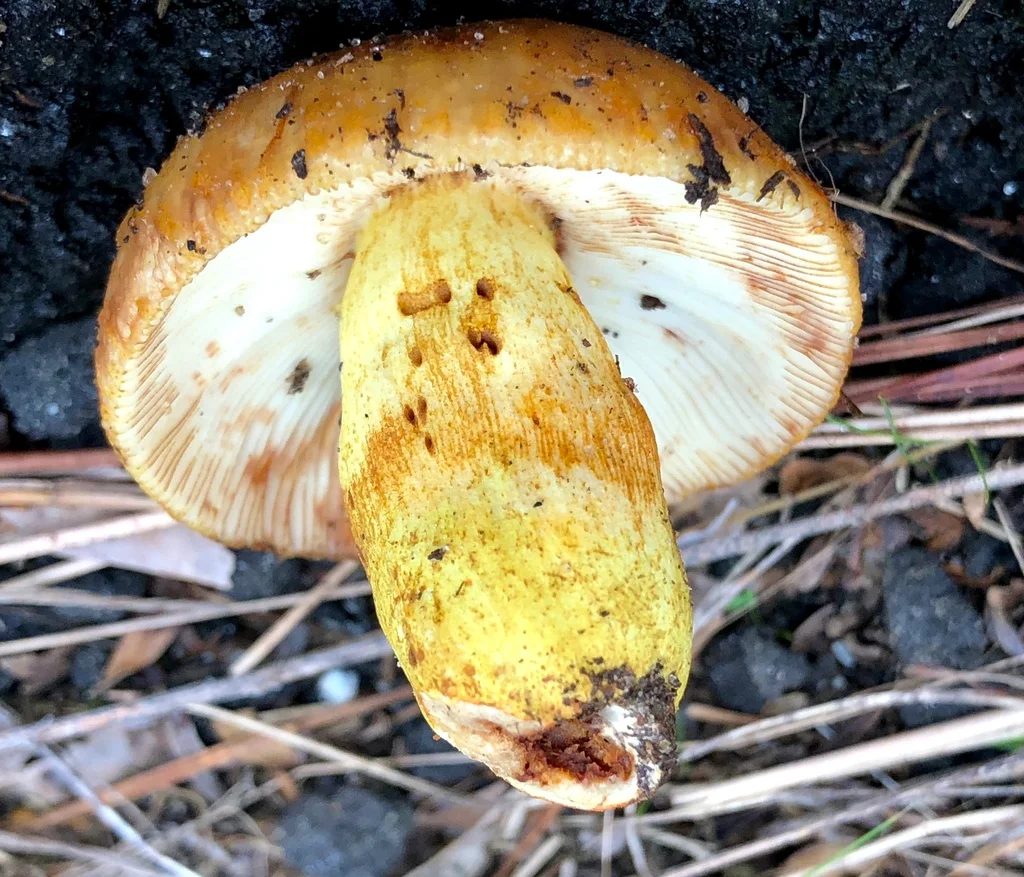 Russula grata