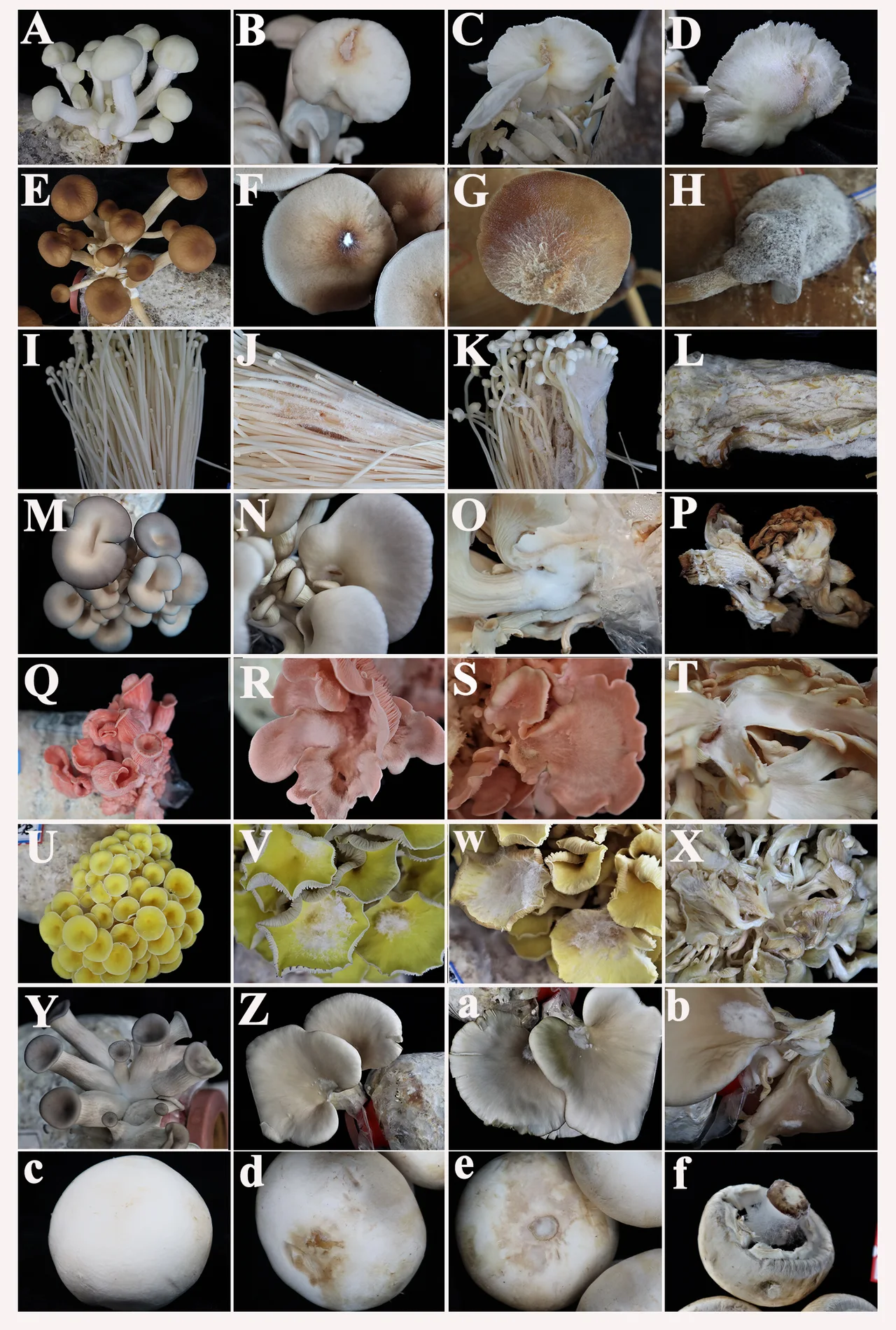Figure 3. Disease development on different mushrooms after inoculating Cladobotryum verticillatum . A–D Pictures of Hypsizygus marmoreus in healthy condition, 1 dpi, 2 dpi and 3 dpi; E–H Pictures of Agrocybe aegerita in health, 1 dpi, 2 dpi and 3 dpi; I–L Pictures of Flammulina filiformis in health, 1 dpi, 2 dpi and 4 dpi; M–P Pictures of Pleurotus ostreatus in health, 1 dpi, 2 dpi and 8 dpi; Q–T Pictures of Pleurotus salmoneostramineus in health, 1 dpi, 2 dpi and 7 dpi; U–X Pictures of Pleurotus citrinopileatus in health, 1 dpi, 2 dpi and 3 dpi; Y–b Pictures of Pleurotus geesteranus in health, 1 dpi, 2 dpi and 3 dpi; C–f Pictures of Agaricus bisporus in health, 1 dpi, 2 dpi and 3 dpi.