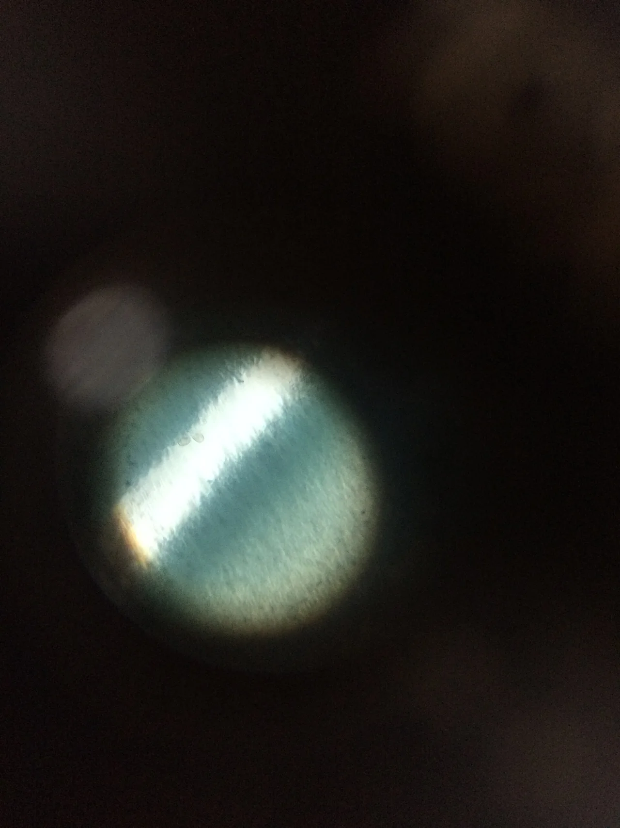 slide of Agaricus showing intact basidiospores in45x