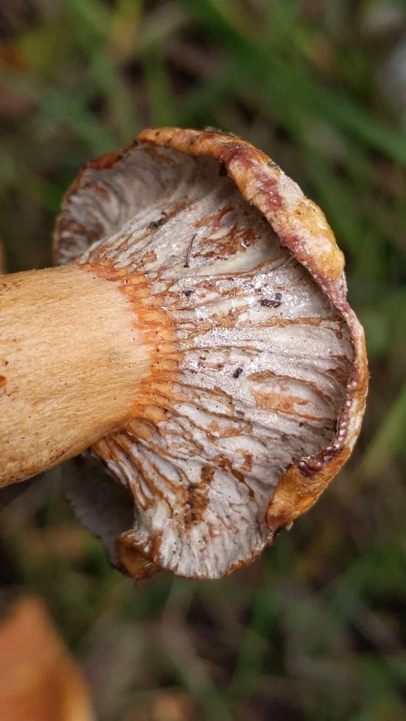 Hypomyces lateritius
