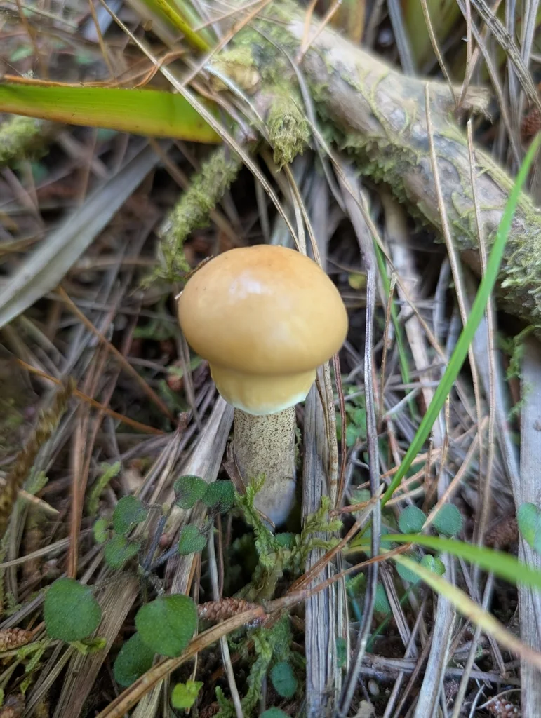 Suillus salmonicolor